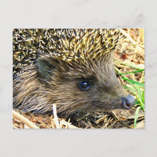 製品カスタマイズ ポストカード (正面)