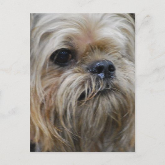 製品カスタマイズ ポストカード (正面)