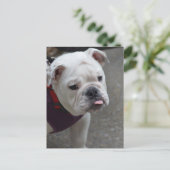 製品カスタマイズ ポストカード (スタンド正面)