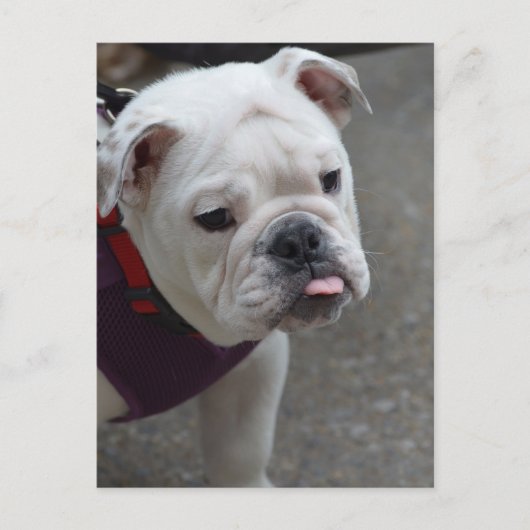 製品カスタマイズ ポストカード (正面)