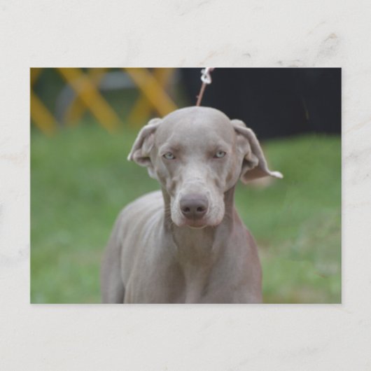 製品カスタマイズ ポストカード (正面)