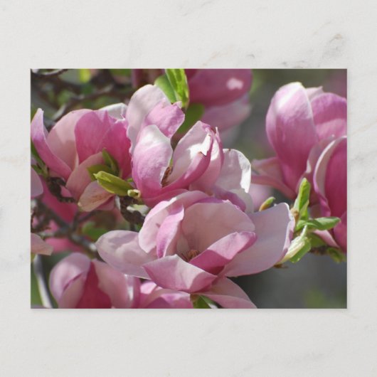 製品カスタマイズ ポストカード (正面)