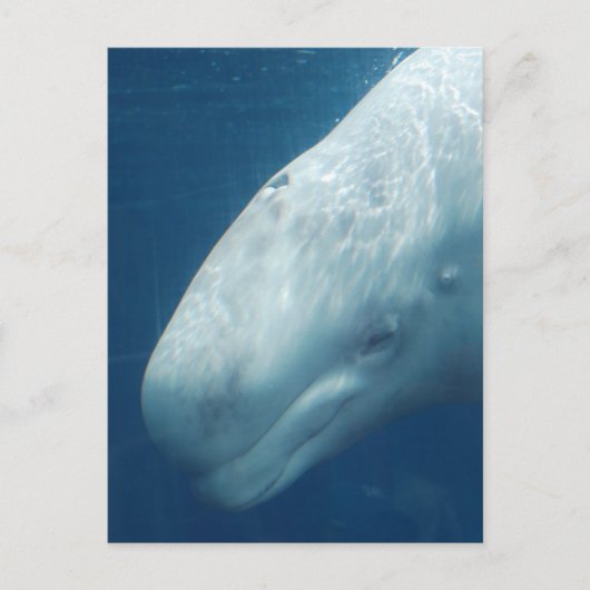 製品カスタマイズ ポストカード (正面)