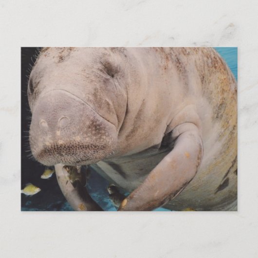 製品カスタマイズ ポストカード (正面)