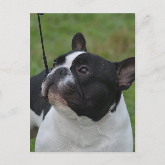 製品カスタマイズ ポストカード (正面)