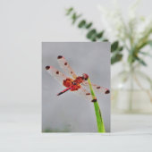 製品カスタマイズ ポストカード (スタンド正面)