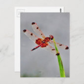 製品カスタマイズ ポストカード (正面/裏面)