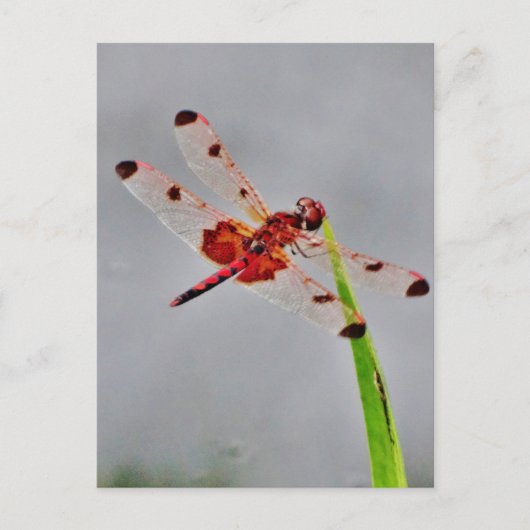 製品カスタマイズ ポストカード (正面)