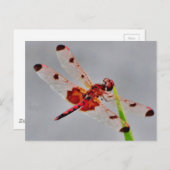 製品カスタマイズ ポストカード (正面/裏面)