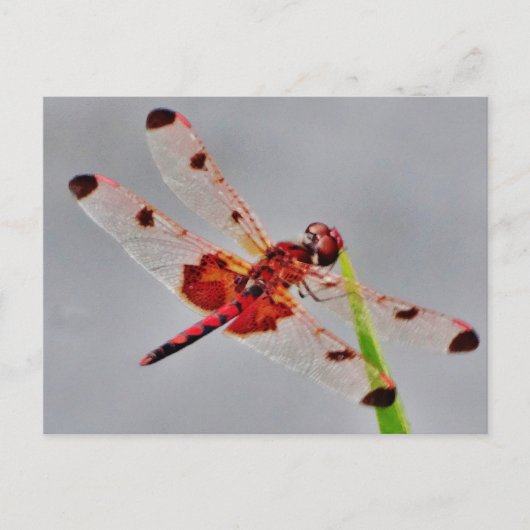 製品カスタマイズ ポストカード (正面)