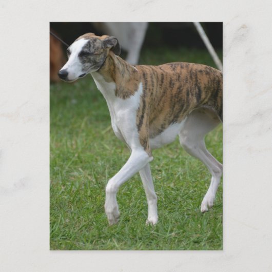 製品カスタマイズ ポストカード (正面)