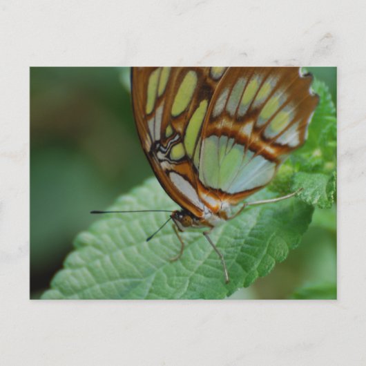 製品カスタマイズ ポストカード (正面)