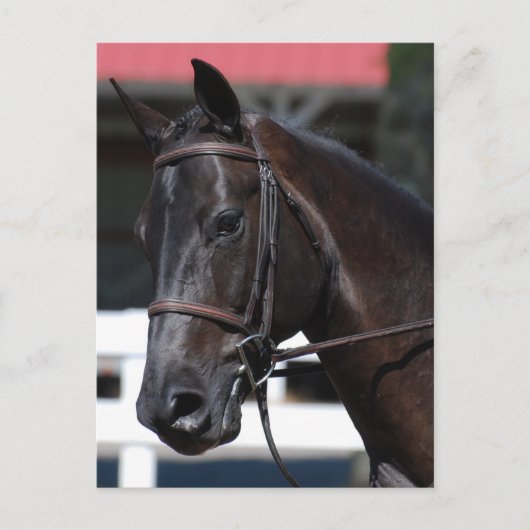 製品カスタマイズ ポストカード (正面)