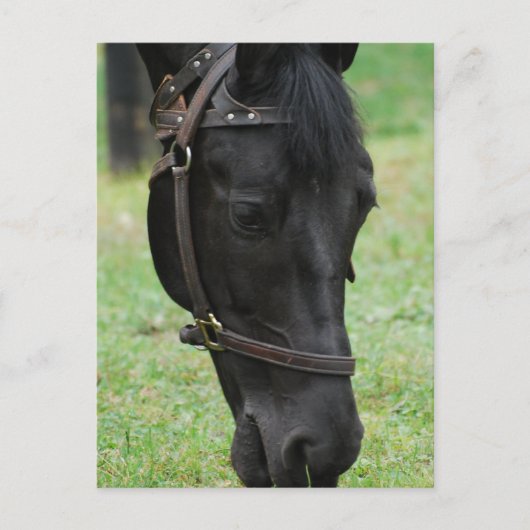 製品カスタマイズ ポストカード (正面)