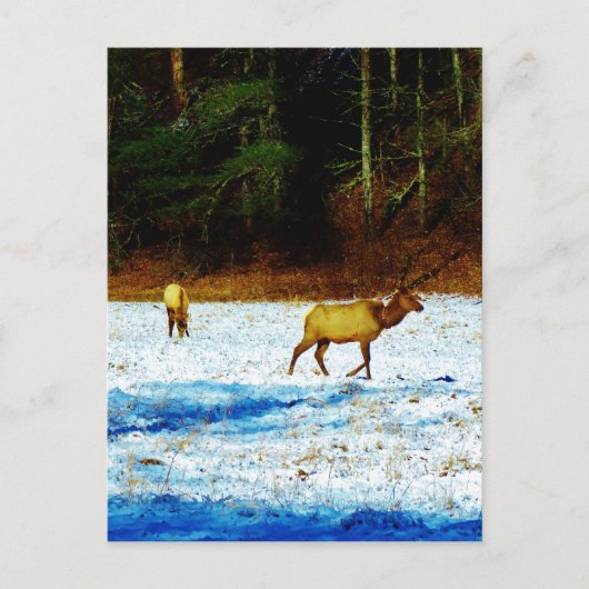 製品カスタマイズ ポストカード (正面)