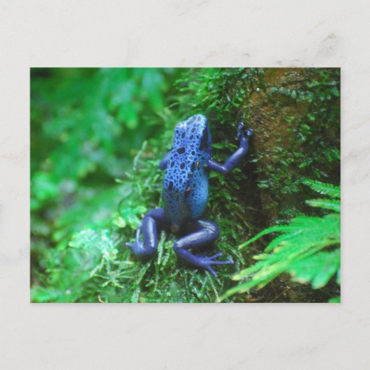 製品カスタマイズ ポストカード (正面)