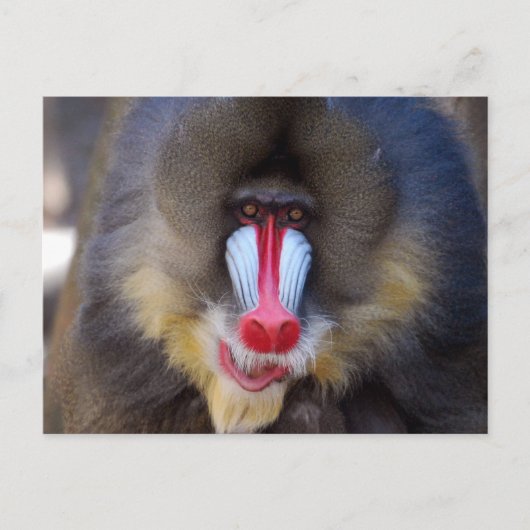 製品カスタマイズ ポストカード (正面)