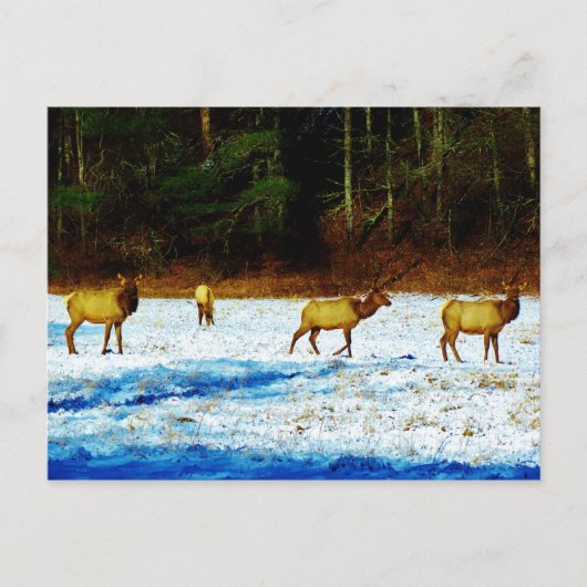 製品カスタマイズ ポストカード (正面)