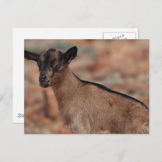 製品カスタマイズ ポストカード (正面/裏面)