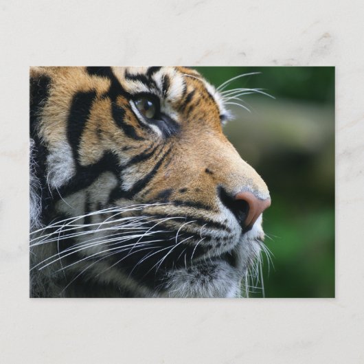 製品カスタマイズ ポストカード (正面)