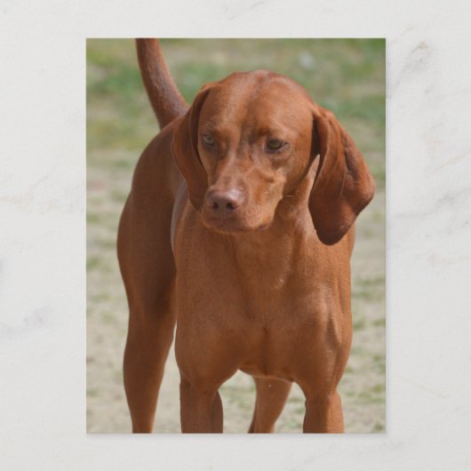 製品カスタマイズ ポストカード (正面)