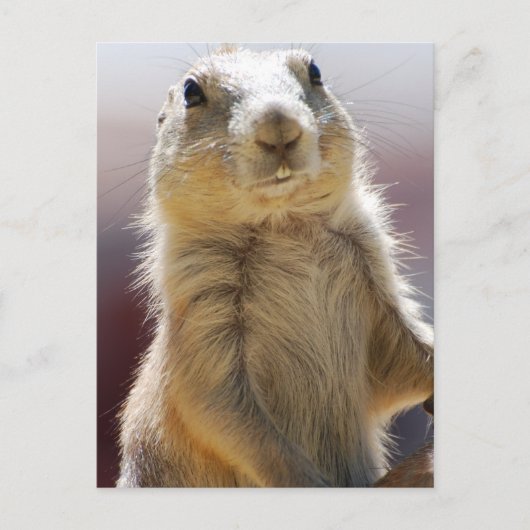 製品カスタマイズ ポストカード (正面)