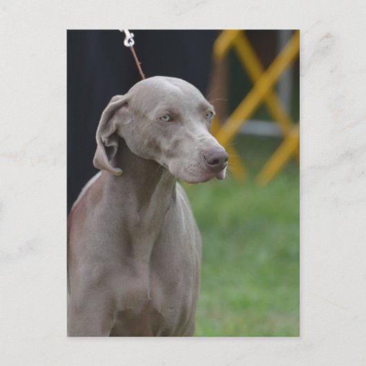 製品カスタマイズ ポストカード (正面)