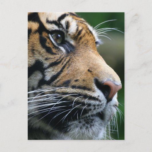 製品カスタマイズ ポストカード (正面)