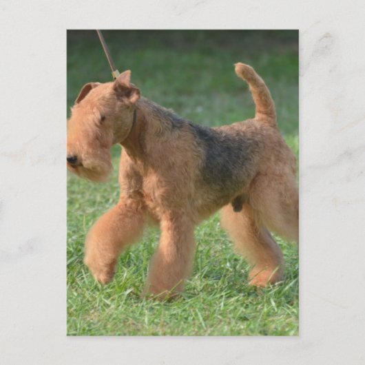 製品カスタマイズ ポストカード (正面)