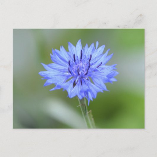 製品カスタマイズ ポストカード (正面)