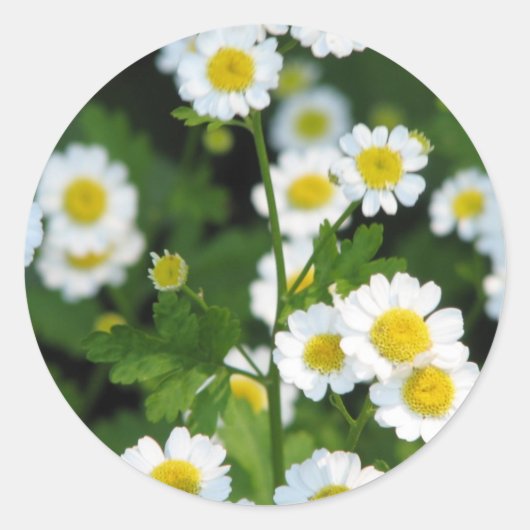 製品カスタマイズ ラウンドシール (正面)