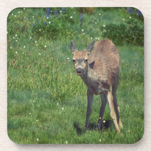 製造顔 コースター (正面)