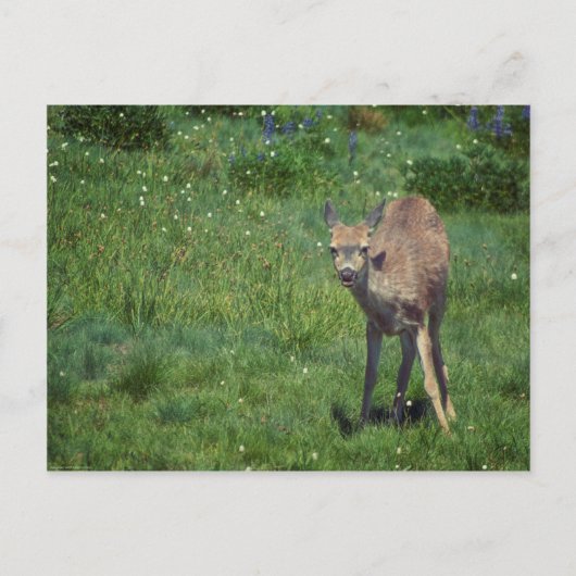 製造顔 ポストカード (正面)