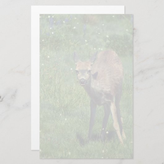 製造顔 便箋 (正面/裏面)