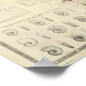 複合地質学的古生物学的地図 ポスター (角)