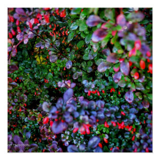 複雑なブッシュ ポスター