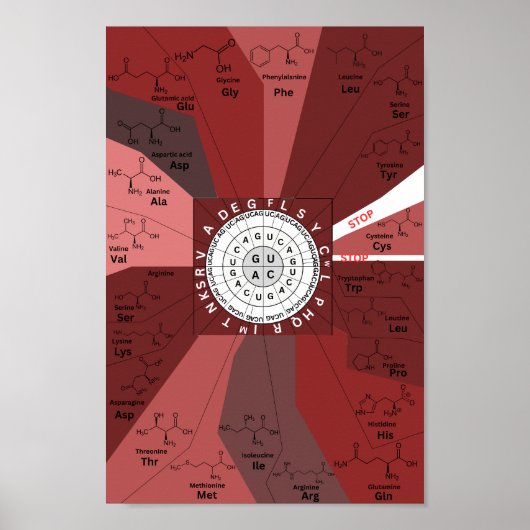 褐色中のアミノ酸の遺伝的コドン図車輪 ポスター (正面)