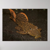 褐色乳白癬 ポスター (正面)