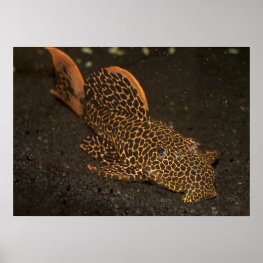 褐色乳白癬 ポスター (正面)