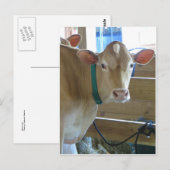 褐色牛 ポストカード (正面/裏面)