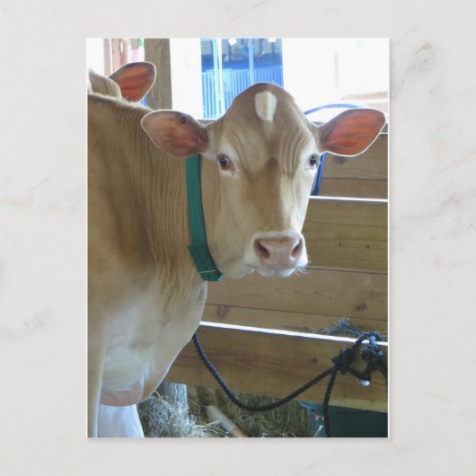 褐色牛 ポストカード (正面)