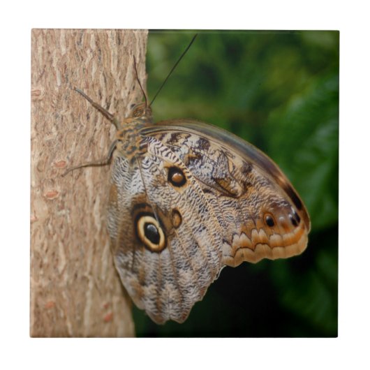 褐色蝶形動物 タイル (正面)