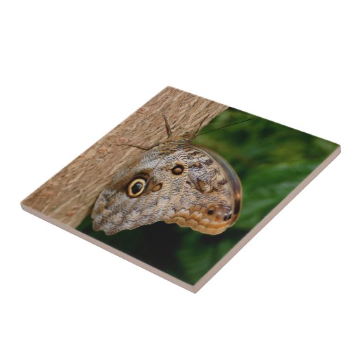 褐色蝶形動物 タイル (側面)