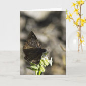 褐色蝶 カード (黄色い花)