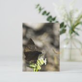 褐色蝶 ポストカード (スタンド正面)