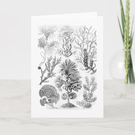 褐藻 カード (正面)