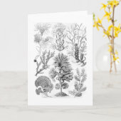 褐藻 カード (黄色い花)