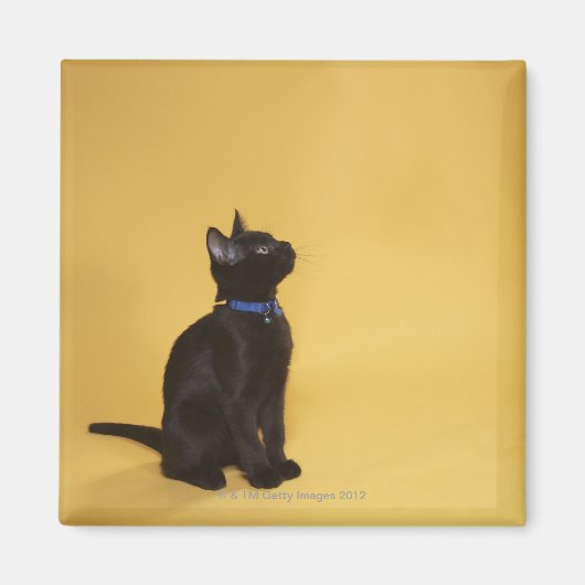 襟の黒い子猫 マグネット (正面)