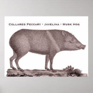 襟首をつかまれたペッカリー- Javelina -麝香ブタ- Tayaussa ポスター