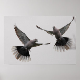 襟首をつかまれた鳩 ポスター